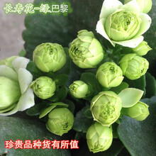 长寿花苗重瓣花卉盆栽四季观花植物 四季开花长寿花盆栽带花苞发货 绿巴黎带花苞 不含盆
