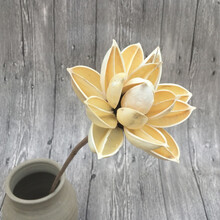 紫荆花天然干花拍摄道具客厅装饰永生花插花艺术 白色 紫荆花一枝 干树枝