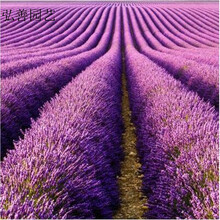 QCDD 薰衣草花种子四季易种活室外室内阳台薰衣草花籽 英国玫瑰薰衣草1000粒+肥