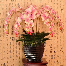 欧悟 蝴蝶兰花苗盆栽室内观花植物阳台花苗带盆栽好君子兰花盆栽 四季开花绿植花卉品种随机发货 绿斑蝴蝶兰+透明原盆+原土