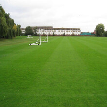 【种球预售 荷兰进口郁金香球根花卉5个球家庭