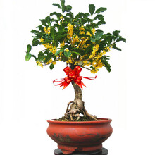 【冬季耐寒】日本海棠花苗 腊梅树苗 梅花树盆景 桂花盆栽室内外绿植花卉观花庭院阳台 桂花苗 金桂 五年壮苗