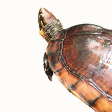 【活鲜】蟹爱 南石龟金钱活物越南种黄喉苗活体宠物龟 1公2母配组 2.1-2.5斤/只  盒装