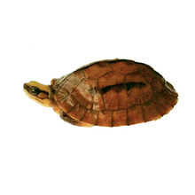 【活鲜】蟹爱 三线龟金钱苗闭壳活体  约210-350克（越南种母） 一只 盒装