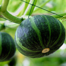 贝贝南瓜 2500g 栗香小南瓜 板栗小南瓜 5斤