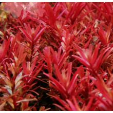 鱼缸活体水草中景后景荷兰景紫丁香红宫廷夕烧红蝴蝶红宫廷红草水草 红宫廷5颗（精选水下叶）