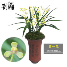 劉閣蘭花 刘阁兰花 高档建兰四季兰梅瓣兰花苗 黄一品 现带花苞出售 好养精品绿植盆 3苗连体裸根