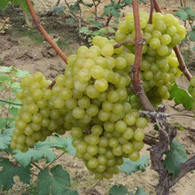 【碧花槐 庭院果树苗夏黑葡萄苗 嫁接葡萄苗 葡