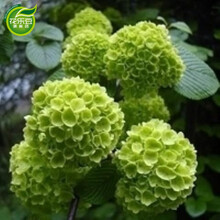 八仙绣球花苗绣球花苗盆栽绣球花绣球花苗 庭院阳台种植当年开花 王朝  三年苗当年开花