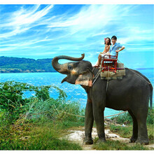 【碧桂园酒店 凤凰礼卡 酒店VIP会员卡 全国52