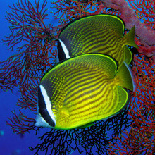 【【门票】北京野生动物园 电子门票 成人票和