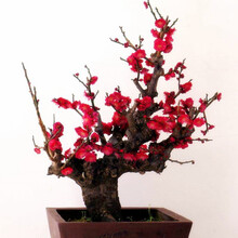 红梅花盆景树桩朱砂梅乌梅绿梅腊梅造型树桩室内老桩耐寒盆栽植物 朱砂梅 四年盆栽