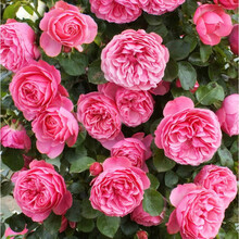 【19.8元任意3颗】蔷薇花苗爬藤月季浓香型四季爬墙庭院大花盆栽开花不断玫瑰带花苞 粉色达芬奇3颗 不含盆