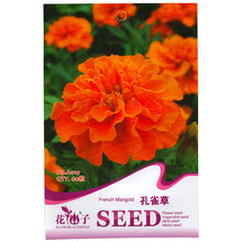 慎思苑 原厂彩包 花卉种子 花草种子 四季播种易活花种子阳台盆栽套餐春夏秋冬季庭院室内花卉薰衣草花籽 孔雀草 原厂彩包