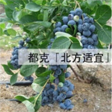 【逍遥园艺 果树苗 葡萄 樱桃 蓝莓 草莓 苹果 枣