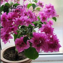 重瓣三角梅苗盆栽重瓣三角梅树苗三叶梅盆景爬藤植物四季开花卉绿植 15号西施粉4年苗 不含盆