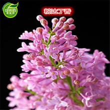 丁香花树苗花苗浓香花卉种植盆栽地栽四季常青别墅盆栽庭院别墅 粉达丁香 4年苗2公分粗