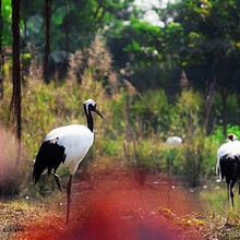 【【门票】 珠海长隆海洋王国电子票 夜场情侣