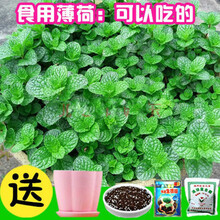 (菜友）花种子四季种易活开花不断阳台盆栽种子草莓种子花种子格桑花百日草风铃花 食用薄荷200粒+盆+土+肥+生根粉