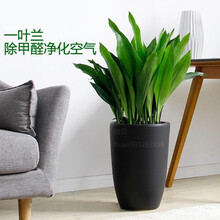 耐寒一叶兰盆栽盆景四季常青室内客厅观叶花卉吸净化空气防辐射全国适宜种植 一叶兰5棵