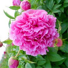 欧悟 芍药根块 带芽芍药种根重瓣芍药花当年开花芍药花苗牡丹苗盆栽绿植花卉室内植物品种随机发货 红色重楼