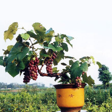 【恒林园艺【 家庭院盆栽 猕猴桃果树苗 4年苗