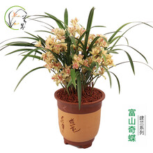 兰界 兰花 富山奇蝶 建兰四季兰浓香兰花盆栽客厅室内 2苗富山奇蝶（关注送肥+说明书）
