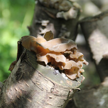【德州 乡盛 扒鸡 500g 山东德州特产扒鸡 清真