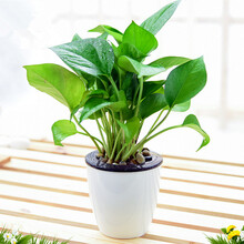 【碧花槐 庭院植物 盆景日本红枫苗 红枫大树苗