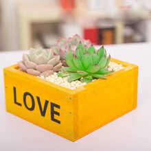 【LUCKY韩国金属罐工业风多肉植物老桩 仙人