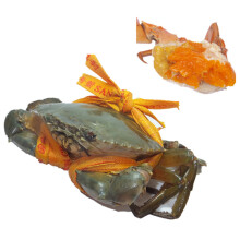 【活鲜】母蟹三门青蟹鲜活蟹大红膏蟹海蟹海螃蟹  500g/斤  盒装 2斤3只