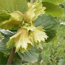 恒林园艺【 家庭院盆栽 蓝莓果树苗 6年苗和含