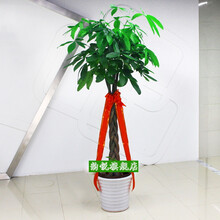 【送货上门 果花 大型观叶绿植盆栽 滴水观音 好