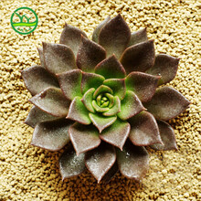 【陆地LD 多肉植物微景观 室内桌面盆栽绿植 