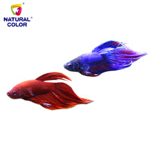 【中彩黄粉40g*1瓶观赏鱼药蒙眼烂腮立鳞龟药