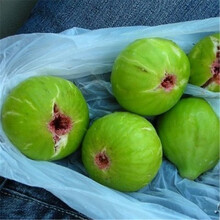 【金品园林 果树苗 猕猴桃苗 红心猕猴桃树苗 黄