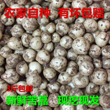 3斤苦藠四川新鲜苦藠团蒜小蒜野苦茭野葱头圆蒜小头蒜小根蒜苦蒜