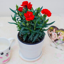 春沭 康乃馨石竹盆栽庭院阳台室内观花植物带花苞四季开花绿植花卉礼物 康乃馨颜色全部随机发货 红色 带盆栽好