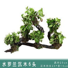 热带鱼缸造景懒人三头水草沉木活体装饰套餐植物 水罗兰+沉木6头