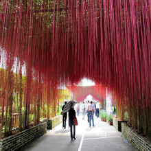 御春阁爬藤植物 盆栽 地栽富贵帘苗 珠帘藤 锦屏藤 一帘幽梦蔓地榕苗攀援庭院花卉不含盆 4年苗