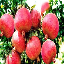 【果树苗 草莓树 盆栽地栽 草莓苗 南方北方种植