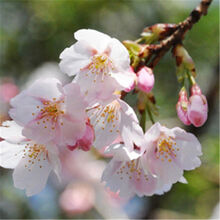 【庭院 盆栽 果树苗车厘子嫁接 樱桃苗 樱桃树苗