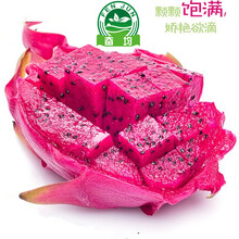 【奋均 金都一号 红心火龙果 原生态水果 果园现