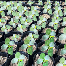 【满城花牛筋水管 4分6分1寸牛筋管子牛筋软管