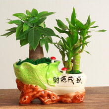 【项王 13款红掌 白掌 麒麟尾 粗肋草等绿植 室