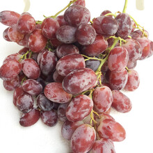 【鲜果来了 进口无籽黑提2斤装黑提子葡萄 皮