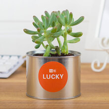【LUCKY韩国金属罐工业风多肉植物老桩 仙人