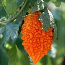 TLYY水果赖葡萄癞葡萄种子金铃子种子小癞瓜种子金癞瓜种子6粒