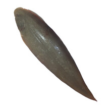 蟹爱 冰鲜海鲜东海舌头鱼  1000g  3-5条 袋装