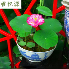 【花语传情 睡莲种子 已开口30粒碗莲套餐 送花
